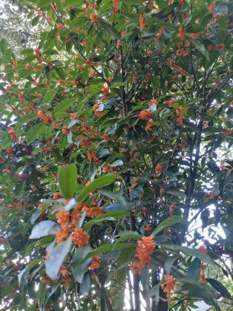 1601200196531012.jpg 桂花.jpg